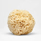 A natural sea sponge with a round, porous shape and soft, beige texture, shown against a plain white background.