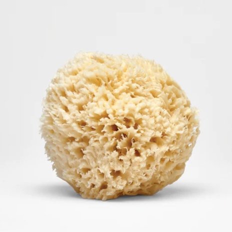 A natural sea sponge with a round, porous shape and soft, beige texture, shown against a plain white background.