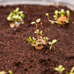 young plants emerging from seed bombs in potting soil
