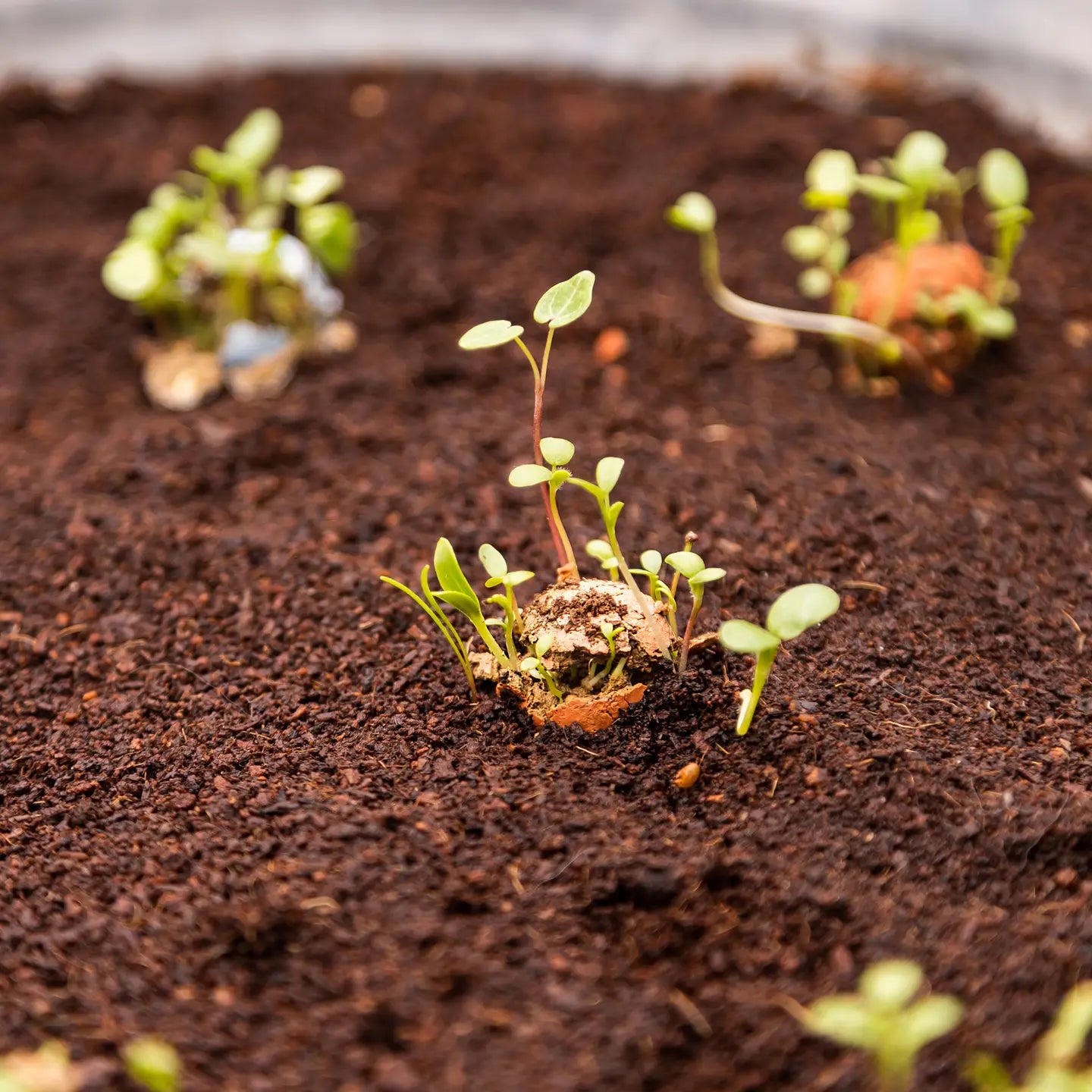young plants emerging from seed bombs in potting soil
